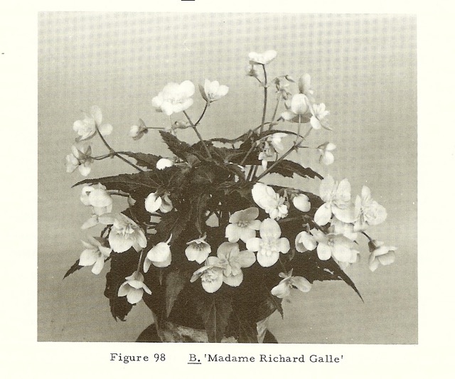 B. ‘Mme. Richard Galle’
